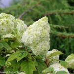 Proven Winners® Gatsby Moon® Hydrangea quercifolia - Дъбовидна хортензия