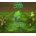 War Maze