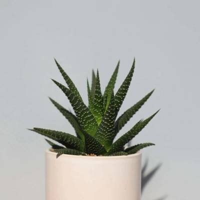 Haworthia Limifolia
