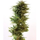 Barney's Farm Amnesia Lemon semena neobsahují THC 10 ks