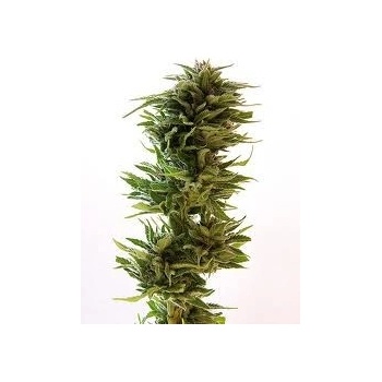 Barney's Farm Amnesia Lemon semena neobsahují THC 10 ks