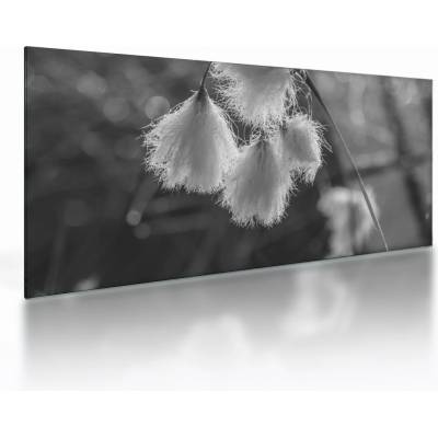 Sklenený obraz - Cottongrass, jednodielne 100x50 cm na skle