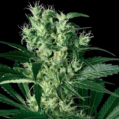White Label X Haze semienka neobsahujú THC 10 ks