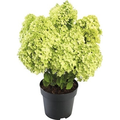 Hortenzia metlinatá 'Pandora' Hydrangea paniculata 'Pandora' V 40-50 cm kvetináč 5 l
