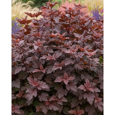 Agarden Tavola kalinolistá 'Andre'