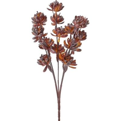ZELEŇ SUKULENT BORDOVÝ 30CM