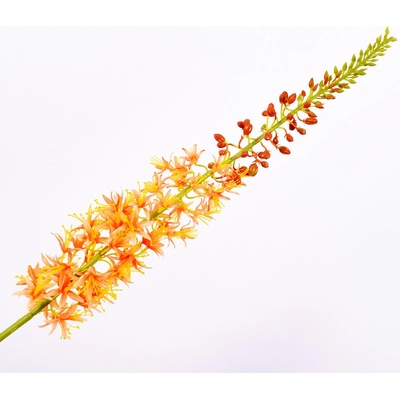 Liliochvostec eremurus stonek oranžový 104 cm
