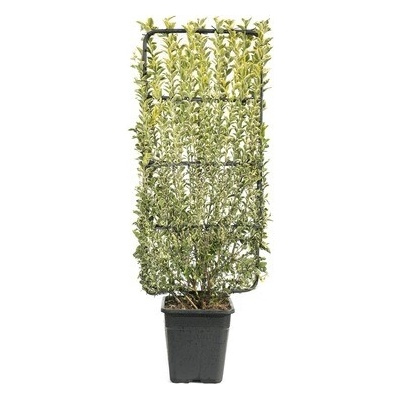 Vtáčí zob vajcovitolistý na špalieri FloraSelf Ligustrum ovalifolium 'Aureum' výška 100-110 cm šírka 50 cm kvetináč 18 l