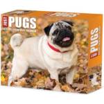 Willow Creek Press Calendars Just Pugs 2026 5.4 X 6.2 Box Calendar | Willow Creek Press