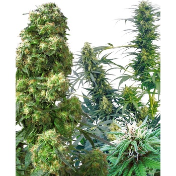 Sensi Seeds Outdoor Mix regular semena neobsahují THC 25 ks