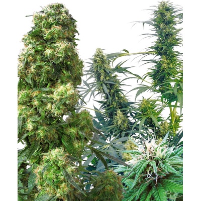 Sensi Seeds Outdoor Mix regular semena neobsahují THC 25 ks