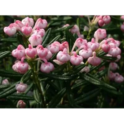 Andromeda polifolia Compacta 20-25 C2L