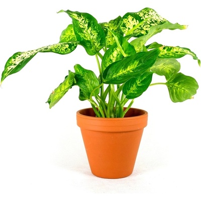 Gardners Dieffenbachia Compacta, průměr 12 cm Difenbachie, mramornatka