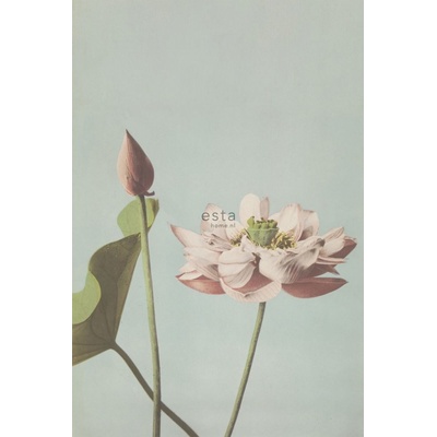 Esta Home 158890 Vliesová fotoapeta kvet lekna Blush rozmery 186 x 279 cm