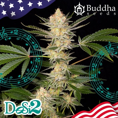 Buddha Seeds Buddha DoSi2 semena neobsahují THC 5 ks