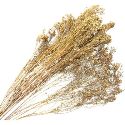 Sušené kvety Broom Bloom kytica 100g - prírodné