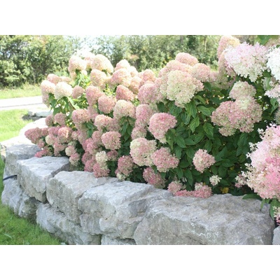 Hortenzia metlinatá Little Lime, výška 20-40 cm, kvetináč 19 cm