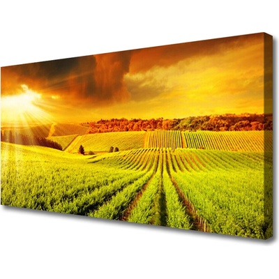 Obraz na plátně Pole Západ Slunce Krajina 100x50 cm