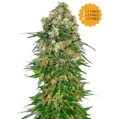 Sensi Seeds Shiva Skunk Automatic semienka neobsahujú THC 10 ks