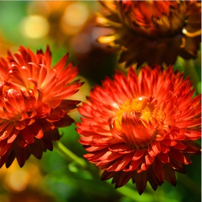 Slamienka červená - Helichrysum bracteatum - semená slamienky - 500 ks