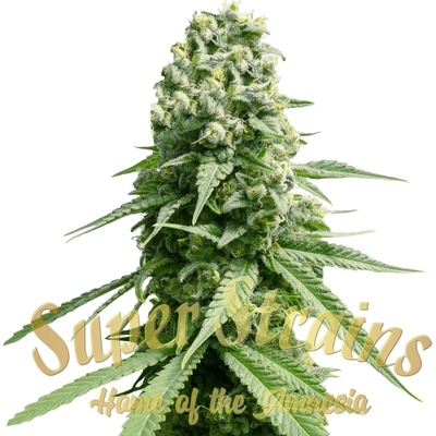 Super Strains Amnesia semienka neobsahujú THC 3 ks