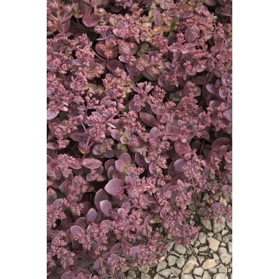 GREENBOSS FLOWER Rozchodník - 'Cherry Tart' Průměr květináče: 9 až 12 cm