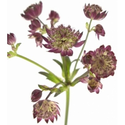 Astrantia STAR OF LOVE 50cm