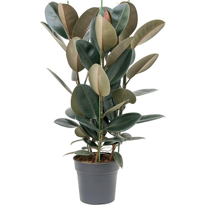 Ficus elastica Abidjan 30x110 cm