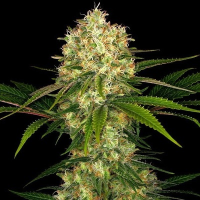Sensi Seeds Afghani #1 regular semienka neobsahujú THC 10 ks