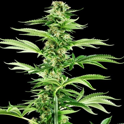 Sensi Seeds Research Honey Melon Haze semienka neobsahujú THC 1 ks