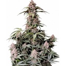 Fast Buds Amnesia Zkittlez semena neobsahují THC 10 ks