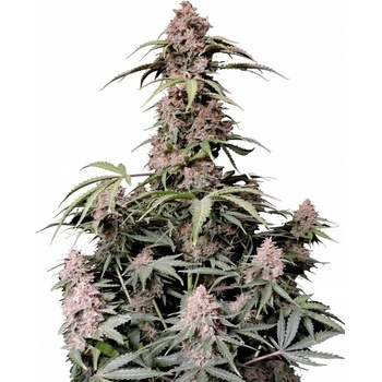 Fast Buds Amnesia Zkittlez semena neobsahují THC 10 ks