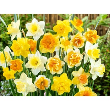 Mix narcisov 30 ks