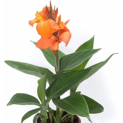 Kana indická Cannova Orange Shades