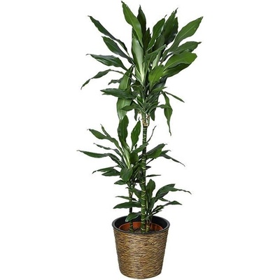 A.H.G. obal na květináč ø 21 x 19 cm plast hnědá 1-15910070-C-WBR