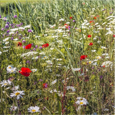 Luční květy na obohacení porostu semena Planta Naturalis směs 40 g