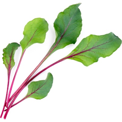 Veritable semenná vložka Lingot cvikla