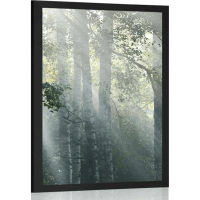 Plakát sluneční paprsky v mlhavém lese - 20x30 white