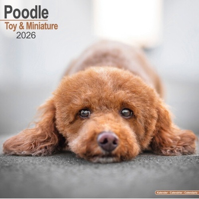 Poodle Toy & Miniature Square Dog Breed Wall 16 Month 2026