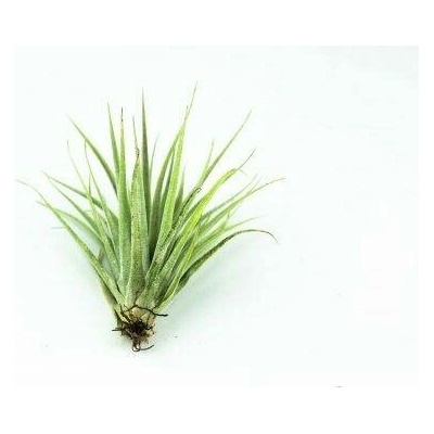 Tillandsia kammii