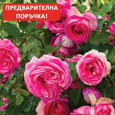 Meilland® Pink Eden Rose ® / Cyclamen Pierre de Ronsard