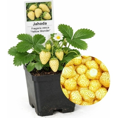 Jahoda lesná stálerodiaca Yellow Wonder