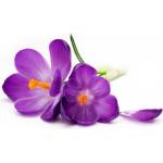 DIMEX ART Флизелинов фототапет минзухар 375 x 250 см