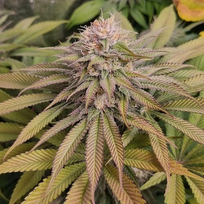 Monkey Genetics Blue Lagoon Haze semena neobsahují THC 3 ks