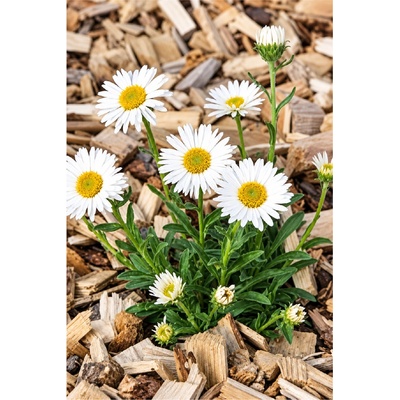 Aster alpinus WHITE - astra, hvězdnice alpská