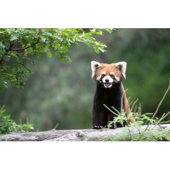 DIMEX ART s. r. o Флизелинов фототапет смееща се червена панда 375 x 250 см