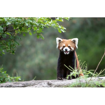 DIMEX ART Флизелинов фототапет смееща се червена панда 375 x 250 см