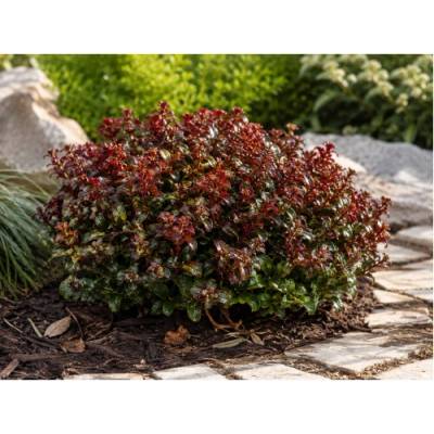 Leukote (Leucothoe axillaris) ´CURLY RED´®- výška 20-25 cm, kont. C2L