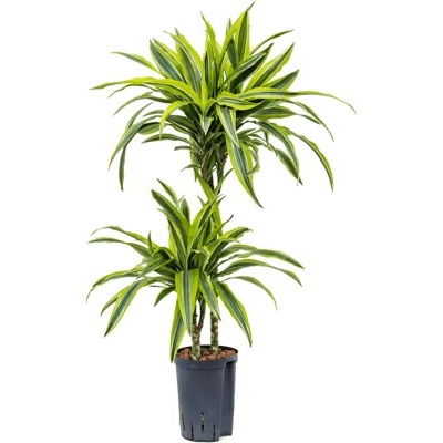 Dracaena fragrans "Lemon Lime" 45-15 Pots. 15/19 výška 90 cm