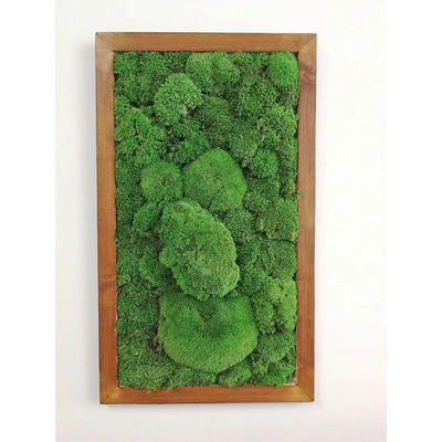 Machový obraz- kopčekový mach 80cm x 40cm